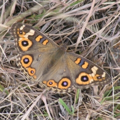 Junonia villida (Meadow Argus) at Mount Taylor - 6 Feb 2022 by MatthewFrawley