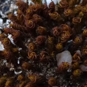 Tortula at Molonglo Valley, ACT - 19 Sep 2020