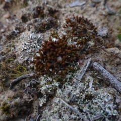 Tortula at Molonglo Valley, ACT - 19 Sep 2020 12:49 PM