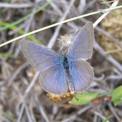 Zizina otis (Common Grass-Blue) at Mount Taylor - 6 Feb 2022 by MatthewFrawley