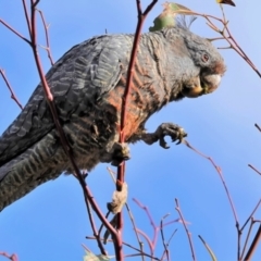 Callocephalon fimbriatum (Gang-gang Cockatoo) at Aranda Bushland - 5 Feb 2022 by JebKent