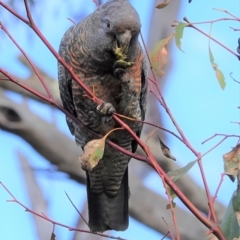 Callocephalon fimbriatum at Molonglo Valley, ACT - 6 Feb 2022