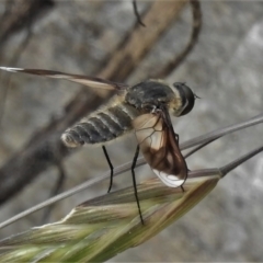 Comptosia sp. (genus) (Unidentified Comptosia bee fly) at Namadgi National Park - 6 Feb 2022 by JohnBundock