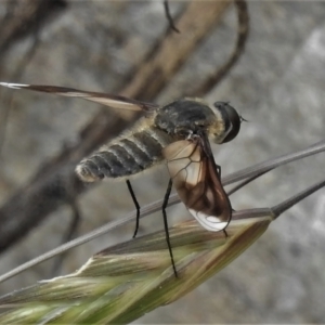 Comptosia sp. (genus) at Tennent, ACT - 6 Feb 2022