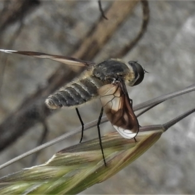 Comptosia sp. (genus) (Unidentified Comptosia bee fly) at Namadgi National Park - 6 Feb 2022 by JohnBundock
