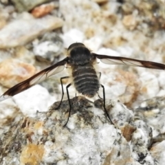 Comptosia sp. (genus) at Tennent, ACT - 6 Feb 2022