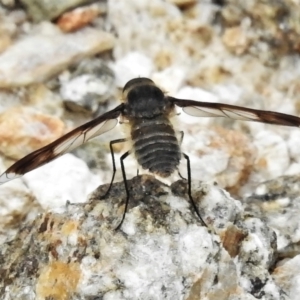 Comptosia sp. (genus) at Tennent, ACT - 6 Feb 2022 02:47 PM