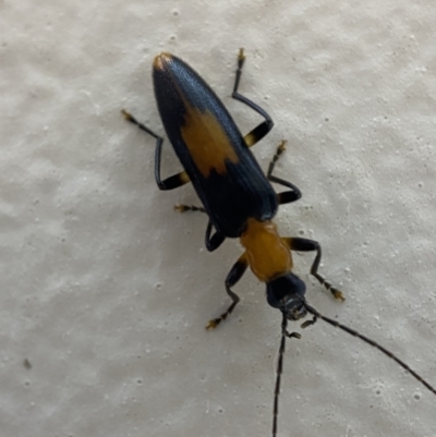 Copidita sloanei (A false blister beetle) at QPRC LGA - 6 Feb 2022 by Steve_Bok