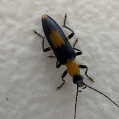 Copidita sloanei (A false blister beetle) at Jerrabomberra, NSW - 6 Feb 2022 by SteveBorkowskis