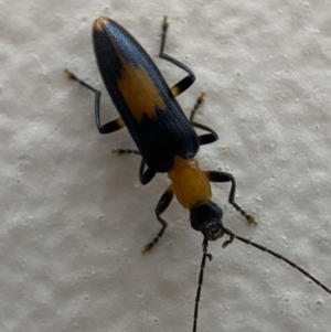 Copidita sloanei at Jerrabomberra, NSW - suppressed