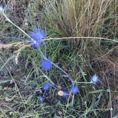 Eryngium ovinum (Blue Devil) at Cook, ACT - 30 Dec 2021 by JebKent