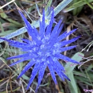 Eryngium ovinum at Cook, ACT - 30 Dec 2021 08:06 AM