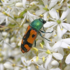 Castiarina scalaris (Scalaris jewel beetle) at Kambah, ACT - 6 Feb 2022 by MatthewFrawley