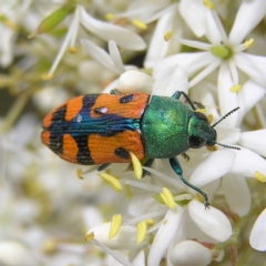 Castiarina scalaris at Kambah, ACT - 6 Feb 2022 11:49 AM