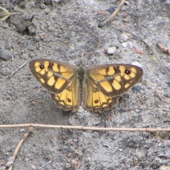 Geitoneura klugii (Marbled Xenica) at Mount Taylor - 6 Feb 2022 by MatthewFrawley