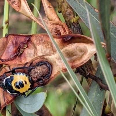 Commius elegans (Cherry Ballart Shield Bug) at Denman Prospect 2 Estate Deferred Area (Block 12) - 6 Feb 2022 by abread111