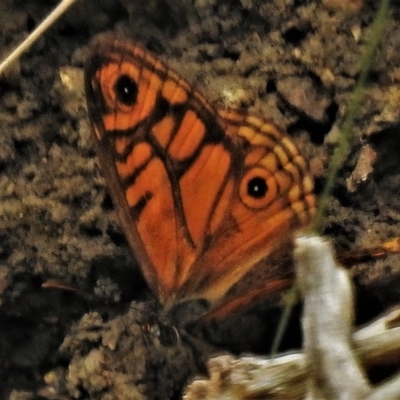 Geitoneura acantha (Ringed Xenica) at Gigerline Nature Reserve - 6 Feb 2022 by JohnBundock