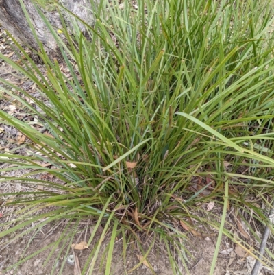 Lomandra longifolia (Spiny-headed Mat-rush, Honey Reed) at Denman Prospect 2 Estate Deferred Area (Block 12) - 6 Feb 2022 by abread111