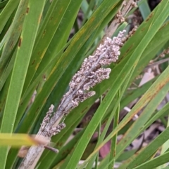 Lomandra longifolia at Molonglo Valley, ACT - 6 Feb 2022 02:47 PM