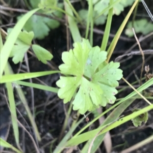 Hydrocotyle sibthorpioides at O'Malley, ACT - 5 Feb 2022