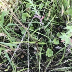 Hydrocotyle sibthorpioides at O'Malley, ACT - 5 Feb 2022 04:03 PM