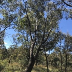 Eucalyptus bridgesiana (Apple Box) at Mount Mugga Mugga - 5 Feb 2022 by Tapirlord