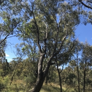 Eucalyptus bridgesiana at Mount Mugga Mugga - 5 Feb 2022