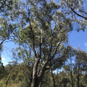 Eucalyptus bridgesiana at Mount Mugga Mugga - 5 Feb 2022