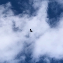 Aquila audax (Wedge-tailed Eagle) at Molonglo Valley, ACT - 5 Feb 2022 by KMcCue