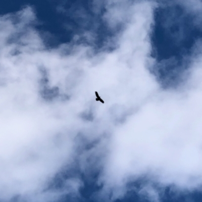 Aquila audax (Wedge-tailed Eagle) at Molonglo Valley, ACT - 6 Feb 2022 by KMcCue