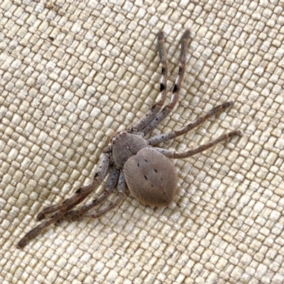 Isopedella pessleri (A huntsman spider) at Molonglo Valley, ACT - 5 Feb 2022 by KMcCue