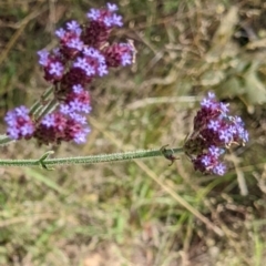 Verbena incompta (Purpletop) at Molonglo Valley, ACT - 6 Feb 2022 by abread111