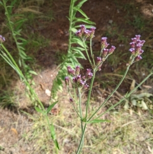 Verbena incompta at Molonglo Valley, ACT - 6 Feb 2022 02:42 PM