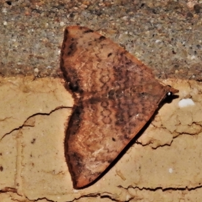 Chrysolarentia mecynata (Mecynata Carpet Moth) at Wanniassa, ACT - 5 Feb 2022 by JohnBundock