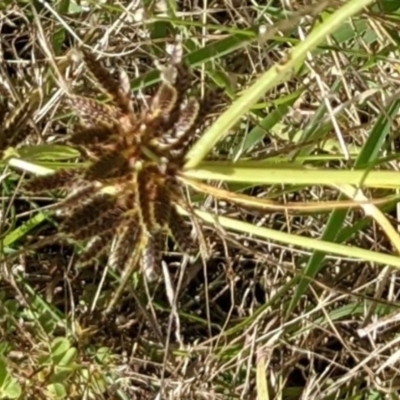 Cyperus sanguinolentus (A Sedge) at Molonglo Valley, ACT - 6 Feb 2022 by abread111