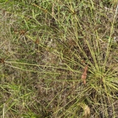 Cyperus sanguinolentus at Molonglo Valley, ACT - 6 Feb 2022
