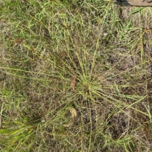 Cyperus sanguinolentus at Molonglo Valley, ACT - 6 Feb 2022