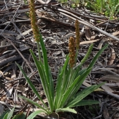 Plantago varia (Native Plaintain) at Molonglo Valley, ACT - 19 Sep 2020 by JanetRussell