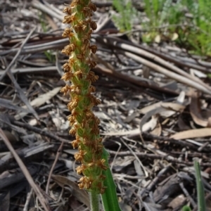 Plantago varia at Molonglo Valley, ACT - 19 Sep 2020