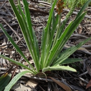 Plantago varia at Molonglo Valley, ACT - 19 Sep 2020