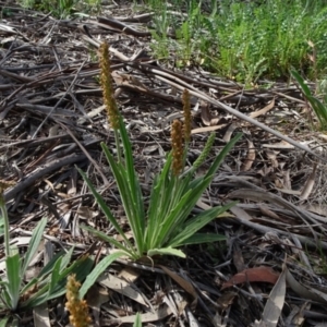 Plantago varia at Molonglo Valley, ACT - 19 Sep 2020