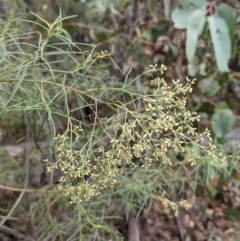 Cassinia quinquefaria (Rosemary Cassinia) at Denman Prospect 2 Estate Deferred Area (Block 12) - 6 Feb 2022 by abread111