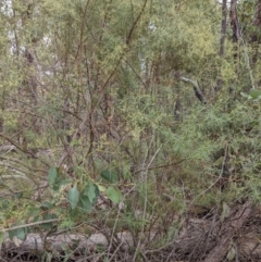 Cassinia quinquefaria at Molonglo Valley, ACT - 6 Feb 2022