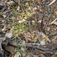 Senecio diaschides (Erect Groundsel) at Denman Prospect 2 Estate Deferred Area (Block 12) - 6 Feb 2022 by abread111