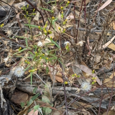 Senecio diaschides (Erect Groundsel) at Molonglo Valley, ACT - 6 Feb 2022 by abread111