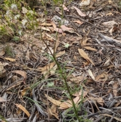 Senecio diaschides at Molonglo Valley, ACT - 6 Feb 2022