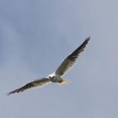 Elanus axillaris at Lake Bathurst, NSW - 6 Feb 2022