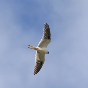 Elanus axillaris at Lake Bathurst, NSW - 6 Feb 2022