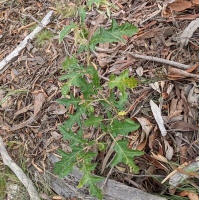 Solanum cinereum (Narrawa Burr) at Block 402 - 6 Feb 2022 by abread111
