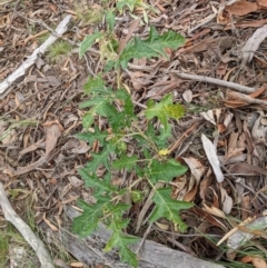 Solanum cinereum (Narrawa Burr) at Molonglo Valley, ACT - 6 Feb 2022 by abread111